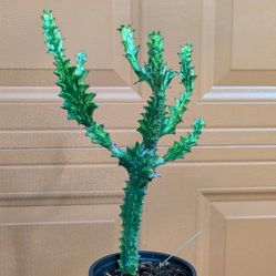Euphorbia lactea variegata