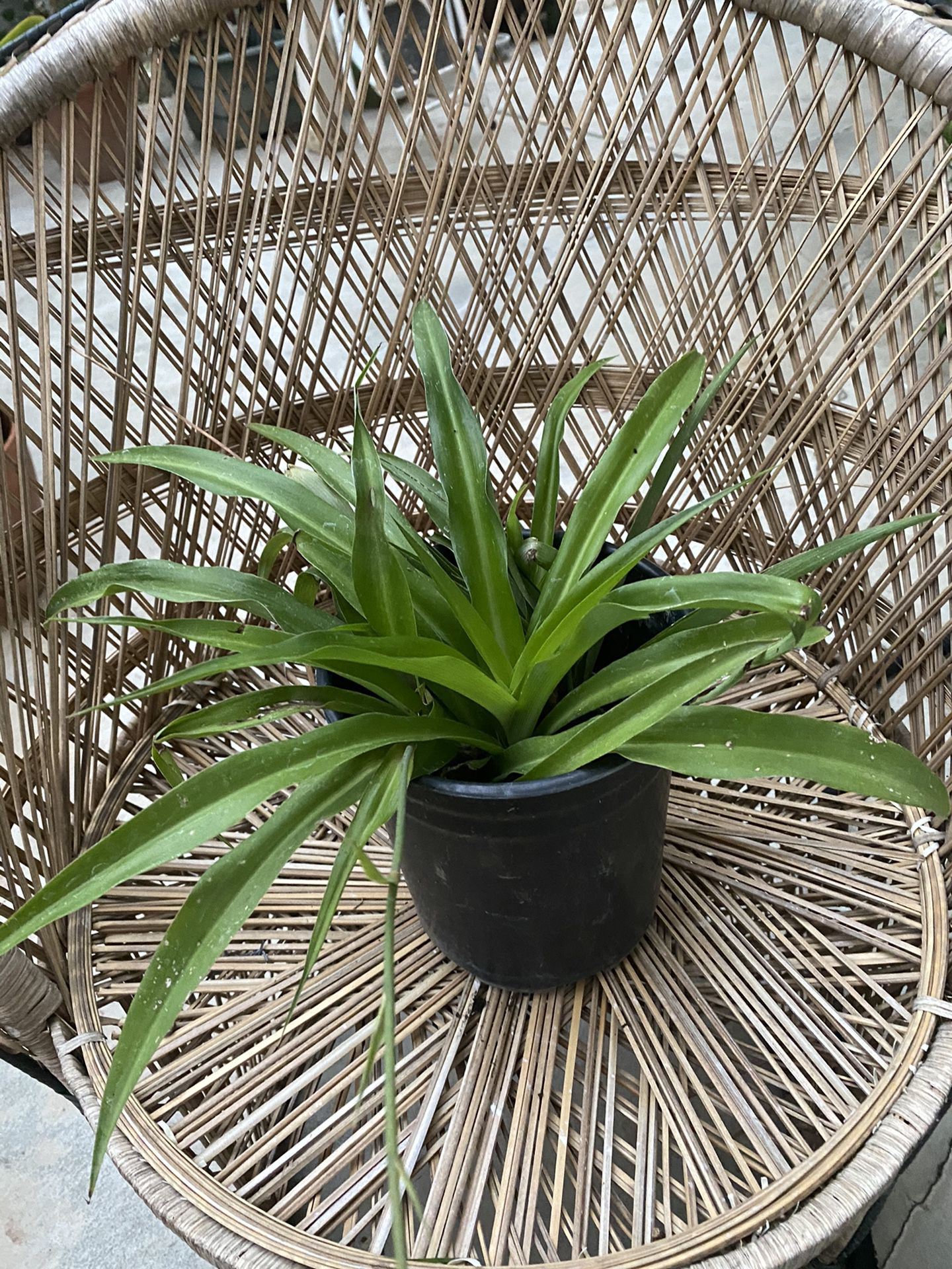 Potted Spider plant
