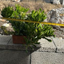 Terracotta  Pot Full Of Succulents 
