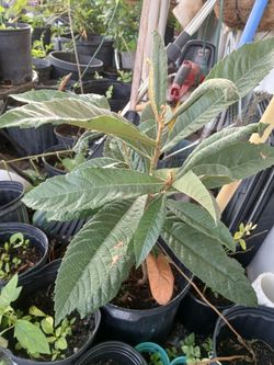 Loquat trees