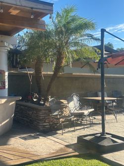 Palm Tree
