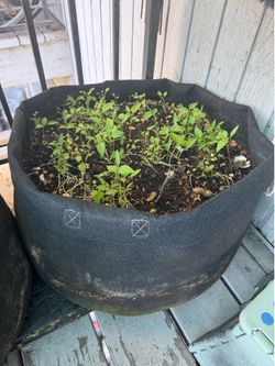 Chilled|Mustard|Tomato plants in grow bag
