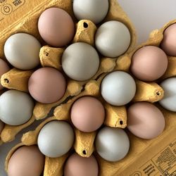 Free Range Heirloom Eggs