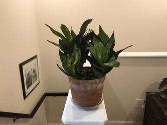 Bird’s Nest Snake Plant In Terracotta Pot