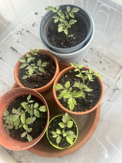 Cherry Tomato Plants