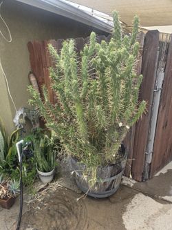 Free Cactus Pick Up Only
