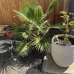 Fan Palm 