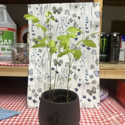 Small purple clay bonsai