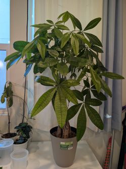 41" Money Tree Plant with pot