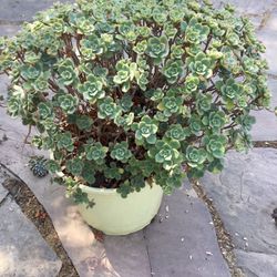 In Large Pot  Very Large   SUCCULENT PLANT 