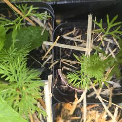 Dill Herb Starter Plant