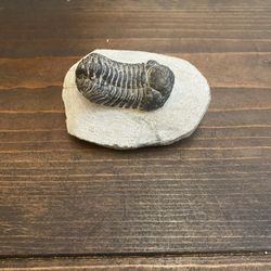 Trilobite In Matrix 
