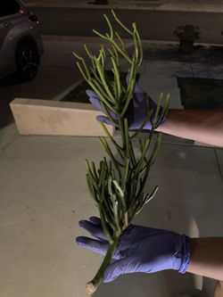 Fire Stick Plant Cuttings (Pencil Tree / Euphorbia tirucalli) 🌿🔥