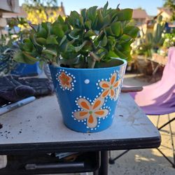 Ruffled Jade In Ceramic Pot $5