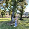 Yazmin