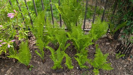 Ostrich Fern Perennial Plant