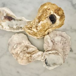 Sea Shells Clam Shells Painted accent Gold