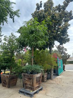 Mango tree 25gal size $250, 30” box $750