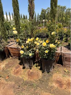 Rose bushes 15 gal