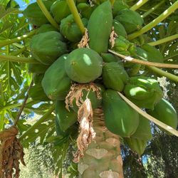 Papaya