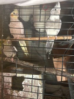 Bird cage