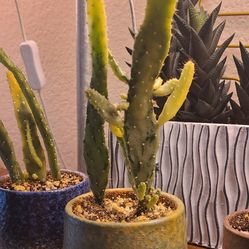 Cactus - Opuntia monacantha, variegated