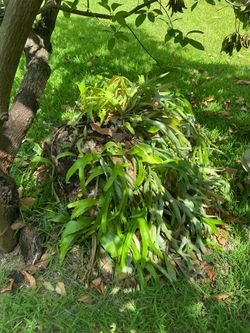 Large Staghorn