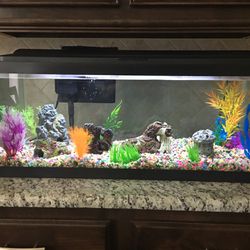 Fish Tank with all accessories including automatic feeder