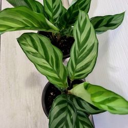🌿Healthy Live Air Purifying Houseplant Calathea Freddie In Pot 4" ~ $8/Ea