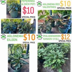HOME PLANTS- AGLAONEMA, PEPEROMIA, PHILODENDRON