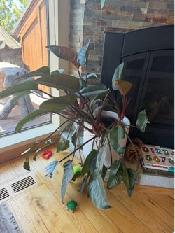 Plant & Pot