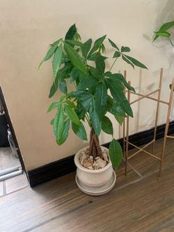 Pachira or money tree plants