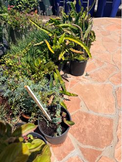 Snake plants and other house plants $20 each