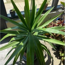 Yucca Elephantipes (Spineless Yucca)