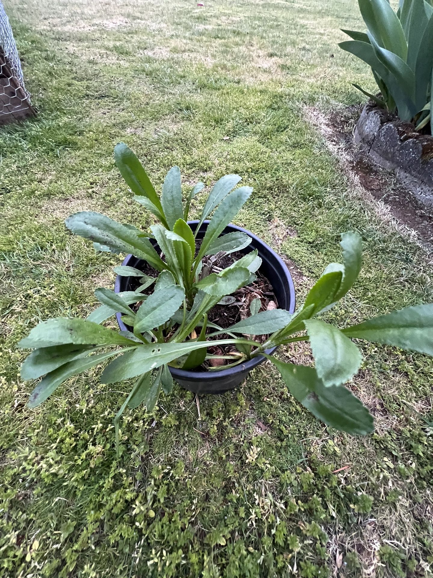 Shasta daisy starts