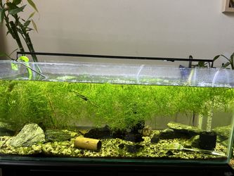 20 Long Tank