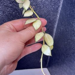 Hoya Lacunosa Queen Midori ( Reserved )