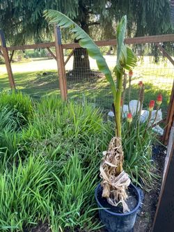 Banana Trees