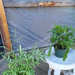 Fern Plant 6" Pot $5 Each