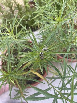 Native Milkweeds For Sale