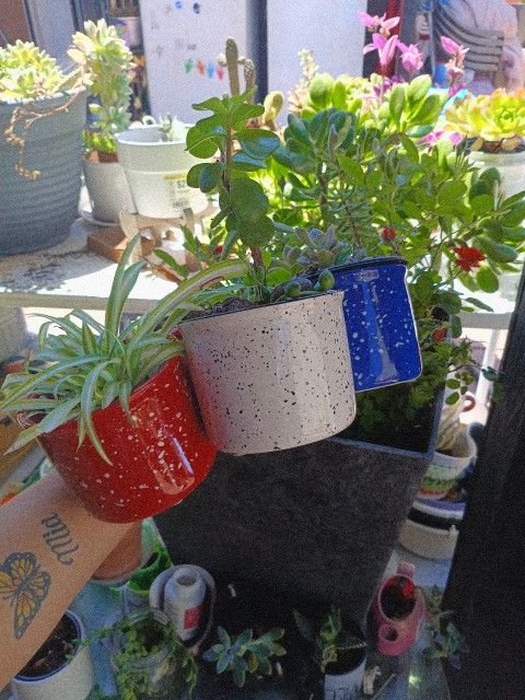 Plants 