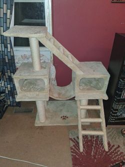 Cat Climbing Post