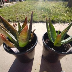 Aloe Maculata/Soap