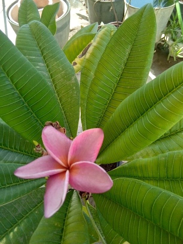 Plumera 3 Feet Tall 3 Branches 