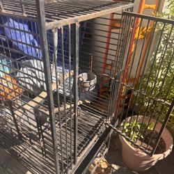 Bird Cage 