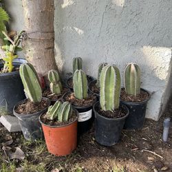 Mexican Post Fence Cactus