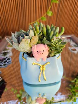 Cute Animal Succulent Pots – 1 for $10 or 3 for $25