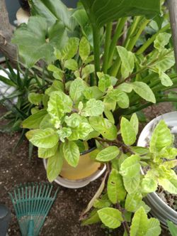 Longevity Spinach Plant / Planta De Insulina 