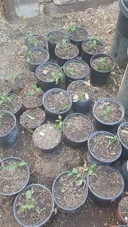 Plantas de chile