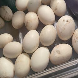 Eggs 